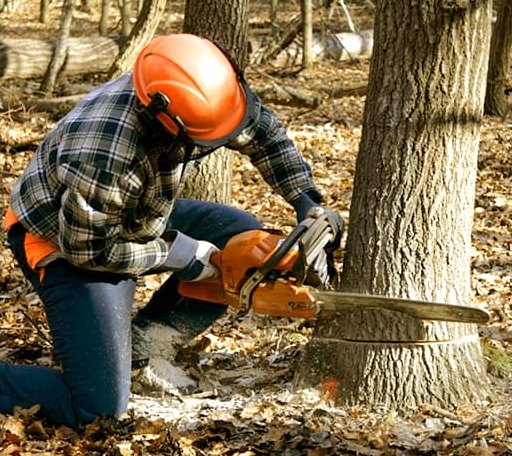 Tree Removal in Bonnie, IL